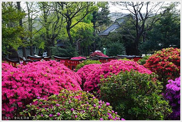 根津神社杜鵑-28.JPG