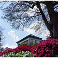 根津神社杜鵑-29.JPG