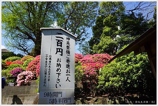 根津神社杜鵑-40.JPG