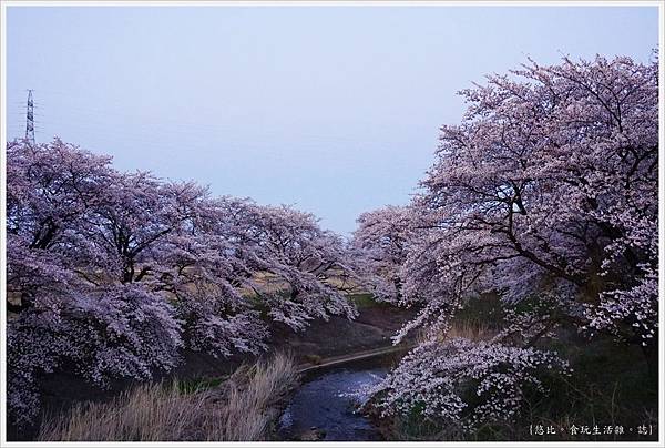 日本東北 福島 郡山喜久田 藤田川ふれあい桜 藤田川 45 Jpg 悠比 的相簿 痞客邦