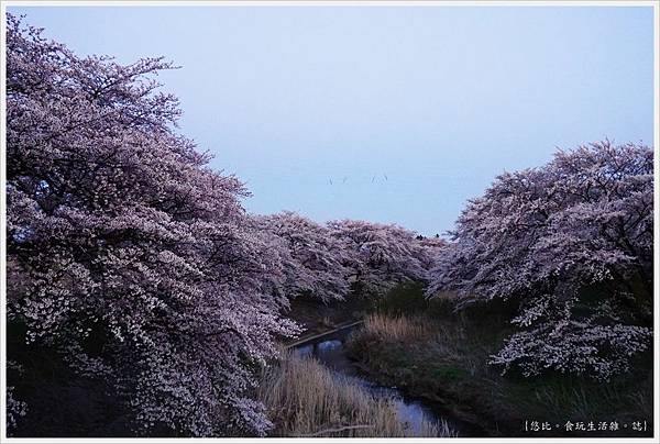 日本東北 福島 郡山喜久田 藤田川ふれあい桜 藤田川 46 Jpg 悠比 的相簿 痞客邦