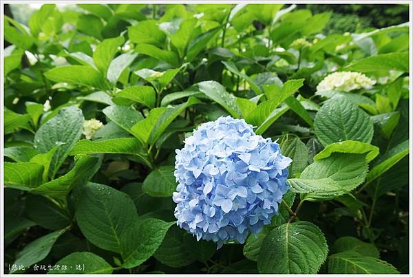 大阪 初夏琳瑯滿目花菖蒲 城北公園菖蒲園 城北花園 6 Jpg 悠比的相簿 痞客邦 大阪 初夏琳瑯滿目花菖蒲 城北公園菖蒲園 城北花園 6 Jpg 悠比的相簿 痞客邦