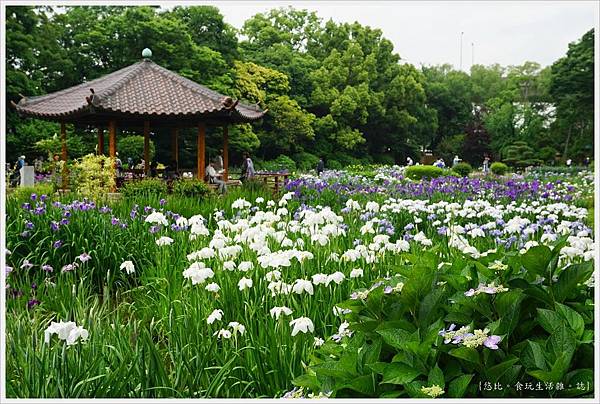大阪 初夏琳瑯滿目花菖蒲 城北公園菖蒲園 城北花園 64 Jpg 悠比的相簿 痞客邦 大阪 初夏琳瑯滿目花菖蒲 城北公園菖蒲園 城北花園 64 Jpg 悠比的相簿 痞客邦