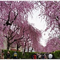 喜多方-18-舊日中線記念自行車步道枝垂櫻.JPG