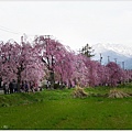 喜多方-26-舊日中線記念自行車步道枝垂櫻.JPG