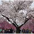 喜多方-38-舊日中線記念自行車步道枝垂櫻.JPG