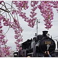 喜多方-41-舊日中線記念自行車步道枝垂櫻.JPG