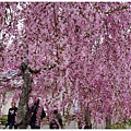 喜多方-44-舊日中線記念自行車步道枝垂櫻.JPG