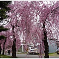 喜多方-55-舊日中線記念自行車步道枝垂櫻.JPG