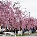 喜多方-59-舊日中線記念自行車步道枝垂櫻.JPG