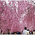 喜多方-61-舊日中線記念自行車步道枝垂櫻.JPG