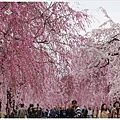 喜多方-69-舊日中線記念自行車步道枝垂櫻.JPG