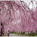 喜多方-70-舊日中線記念自行車步道枝垂櫻.JPG
