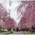 喜多方-71-舊日中線記念自行車步道枝垂櫻.JPG