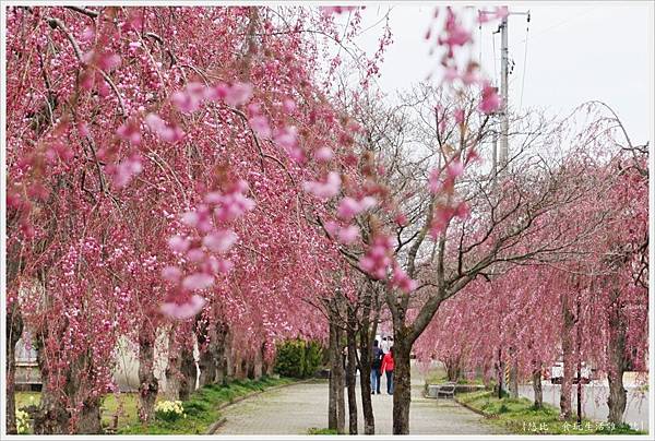 喜多方-90-舊日中線記念自行車步道枝垂櫻.JPG