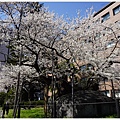 石割櫻-5.JPG