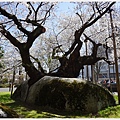 石割櫻-10.JPG