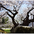 石割櫻-11.JPG