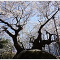 石割櫻-15.JPG