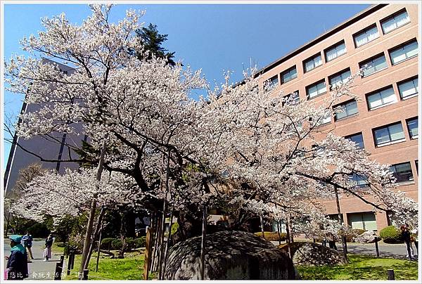 石割櫻-20.jpg