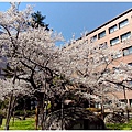 石割櫻-20.jpg