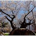 石割櫻-24.jpg