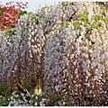 足利花卉公園-35.JPG