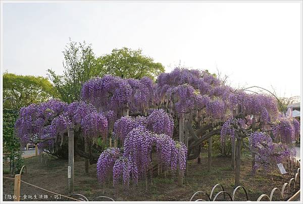 足利花卉公園-44.JPG