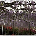 足利花卉公園-71.JPG