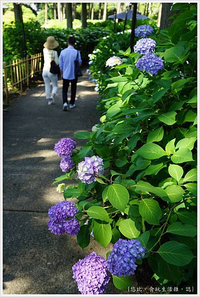 三室戶寺-52.JPG