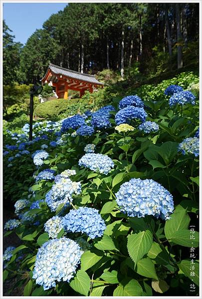 三室戶寺-70.JPG