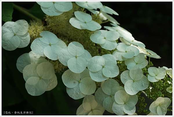奈良 紫陽花開繡球花寺 矢田寺 悠比 食 玩 痞客邦 奈良 紫陽花開繡球花寺 矢田寺 悠比 食 玩 痞客邦