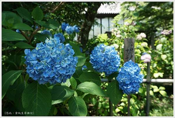 奈良 紫陽花開繡球花寺 矢田寺 悠比 食 玩 痞客邦 奈良 紫陽花開繡球花寺 矢田寺 悠比 食 玩 痞客邦