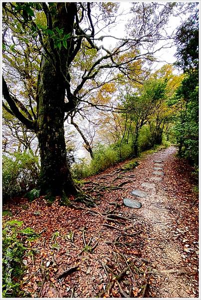 山毛櫸步道-35.jpg