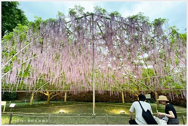 足利花園-72.jpg