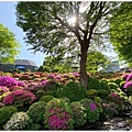 根津神社-4.jpg