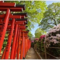 根津神社-8.jpg