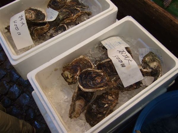 其實逛築地市場就像逛水族館一樣