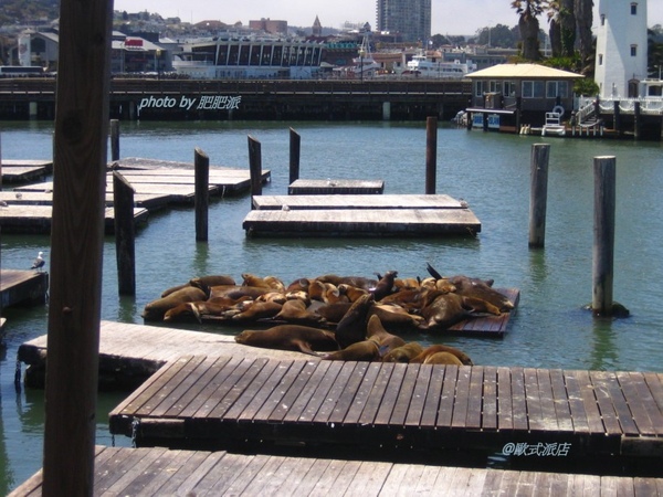 s20080718_14 Sea lions resting at Pier 39.JPG