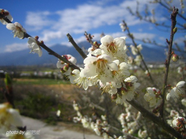 池上梅花