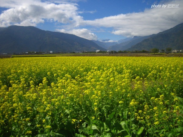 Chihshang 005 rapeseed flowers.JPG