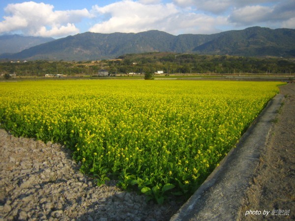 Chihshang 007 rapeseed flowers.jpg