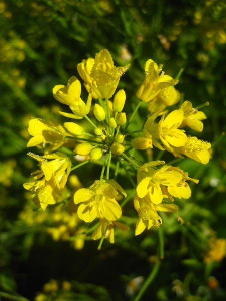 Chihshang 008 rapeseed flowers.JPG