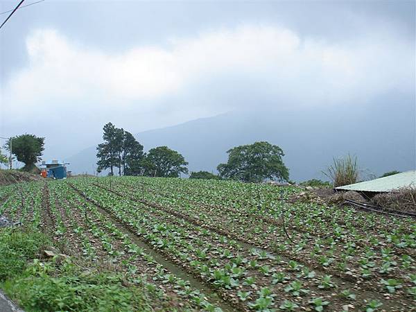 高山蔬菜