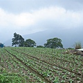 高山蔬菜