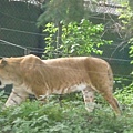 這是獅虎