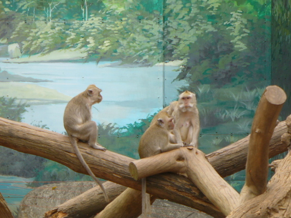 猴子高峰會議
