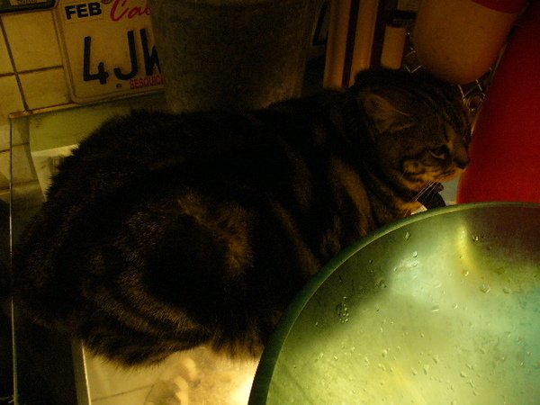 另一隻肥貓躲在廁所喝水