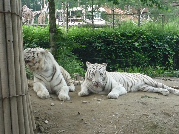白老虎給養嗎