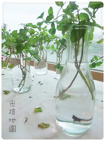 0506vs水耕薄荷.jpg